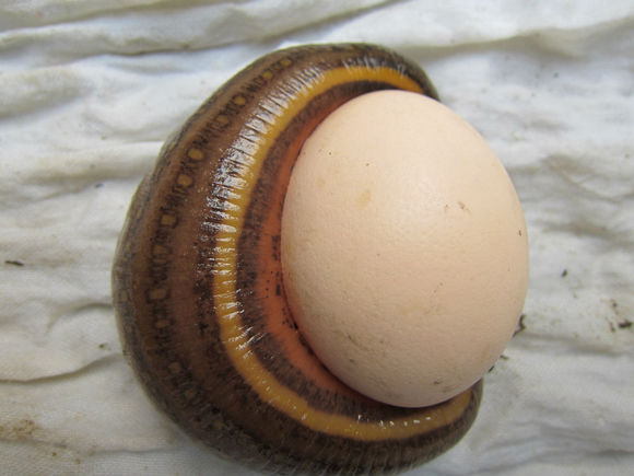水蛭鸡蛋