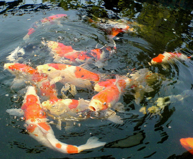 观赏鱼—昭和三色锦鲤