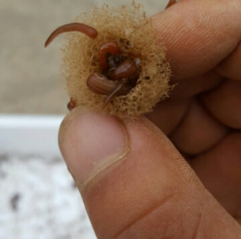 水蛭卵茧