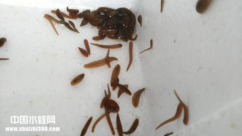 蚂蝗幼虫图图片