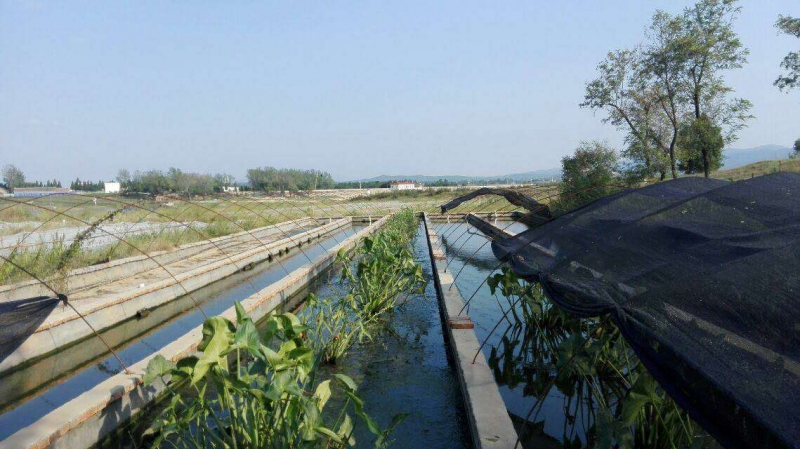 微山湖水蛭养殖基地图片